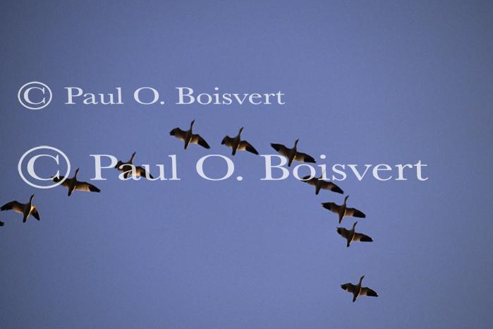 Farm-Animals 30-16-00227