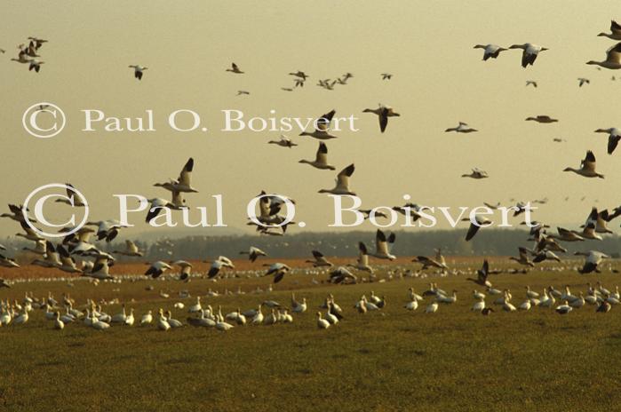 Farm-Animals 30-16-00229