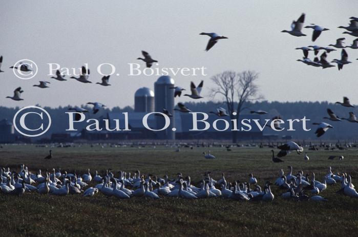 Farm-Animals 30-16-00244