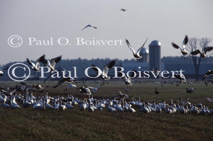 Farm-Animals 30-16-00247