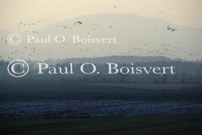 Farm-Animals 30-16-00261