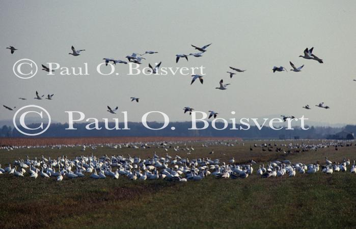 Farm-Animals 30-16-00269