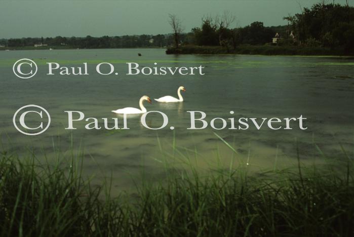 Farm-Animals 30-16-00273