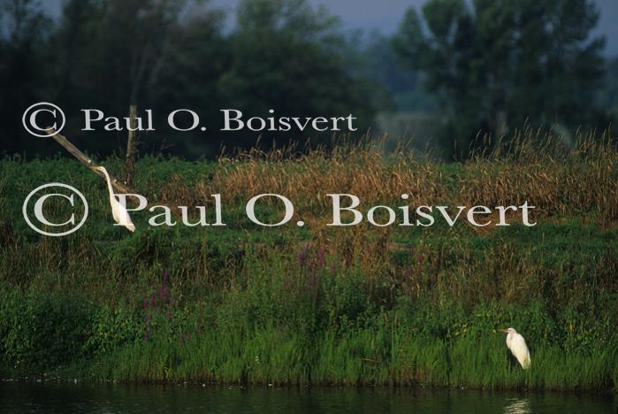 Farm-Animals 30-16-00296