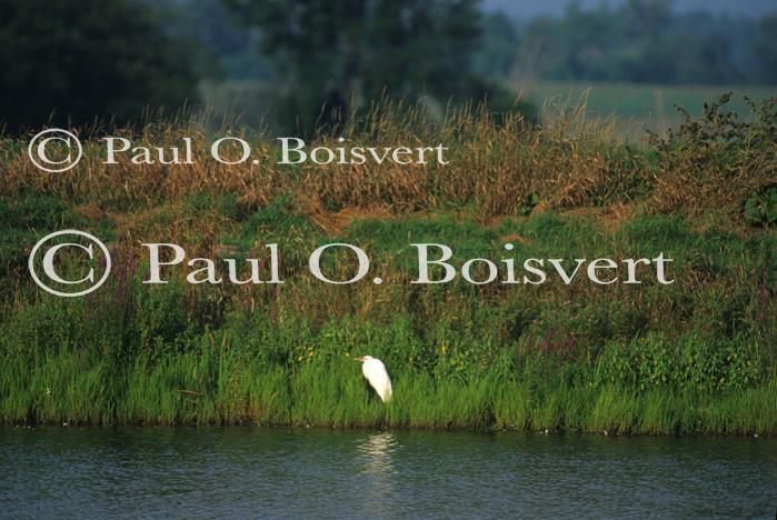 Farm-Animals 30-16-00298