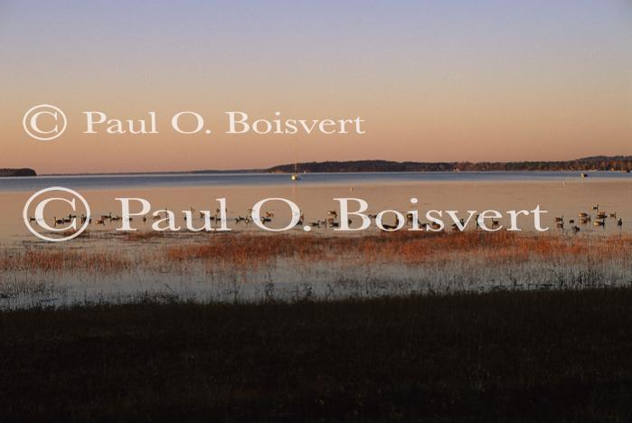 Farm-Animals 30-16-00358