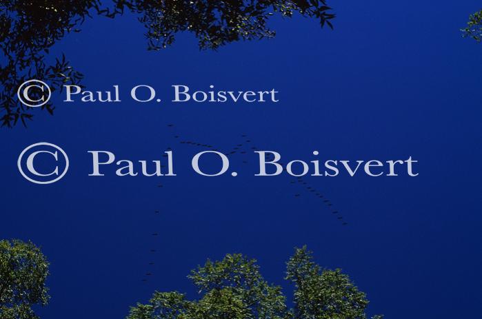 Farm-Animals 30-16-00417