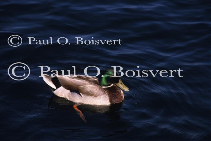 Farm-Animals 30-16-00460