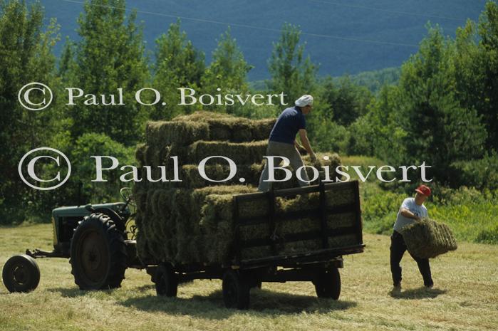 Farm-Summer 30-35-00383