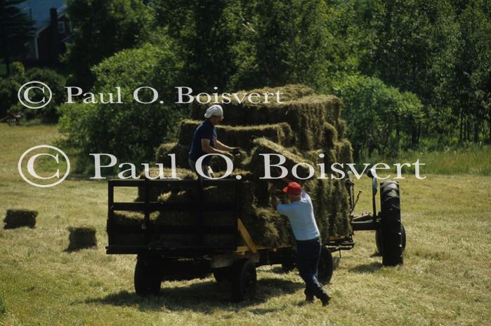 Farm-Summer 30-35-00393