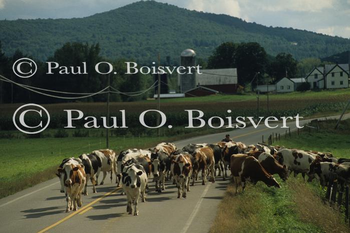 Farm-Summer 30-35-00410