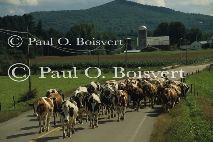 Farm-Summer 30-35-00412