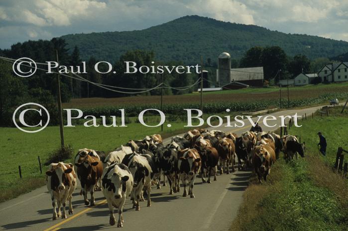 Farm-Summer 30-35-00413