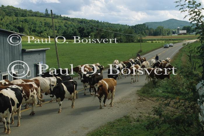 Farm-Summer 30-35-00426