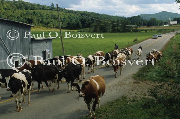 Farm-Summer 30-35-00430