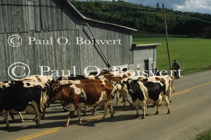 Farm-Summer 30-35-00434