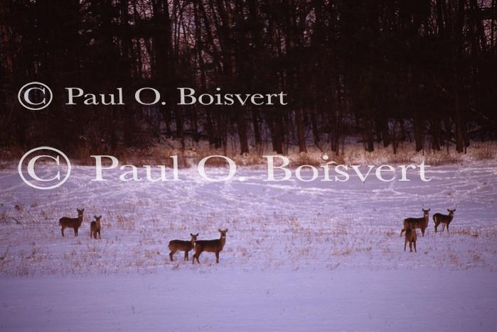 Deer & Moose 30-21-00148