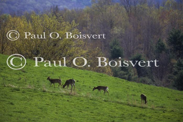 Deer & Moose 30-21-00181