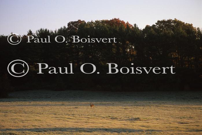 Deer & Moose 30-21-00195