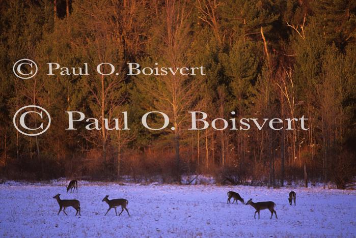 Deer & Moose 30-21-00234