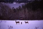 Deer & Moose 30-21-00262
