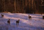 Deer & Moose 30-21-00271