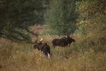 Deer & Moose 30-21-00292