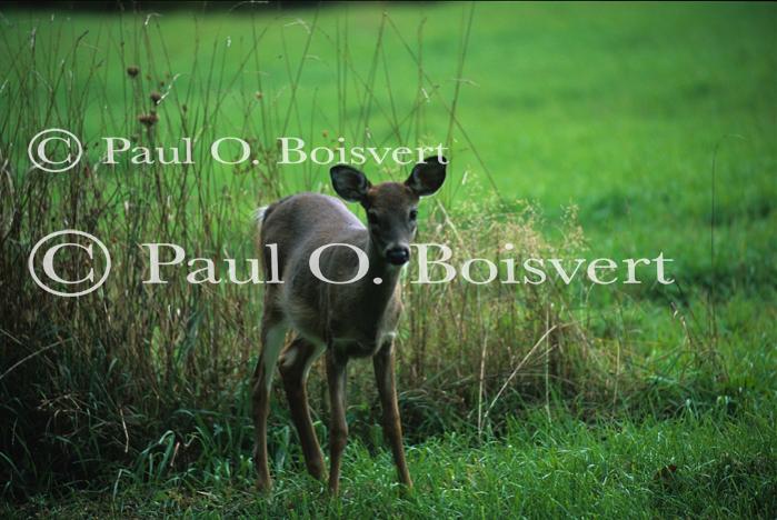 Deer & Moose 30-21-00308