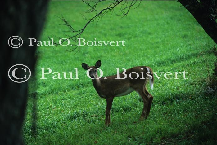 Deer & Moose 30-21-00311