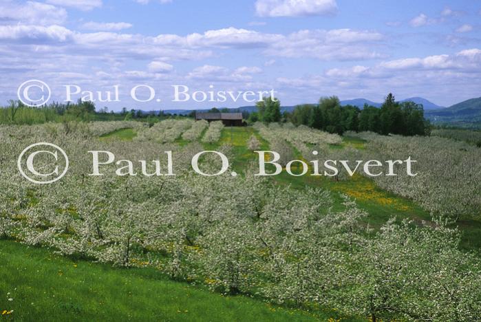 Scenery-Spring 70-10-03767