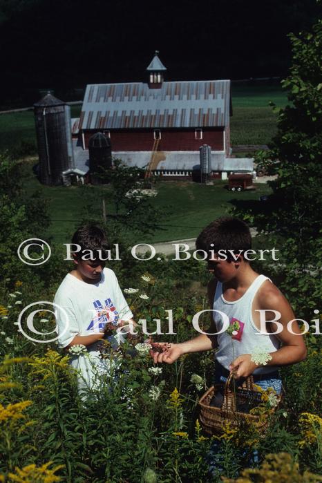 Farm-Summer 27-16-00445