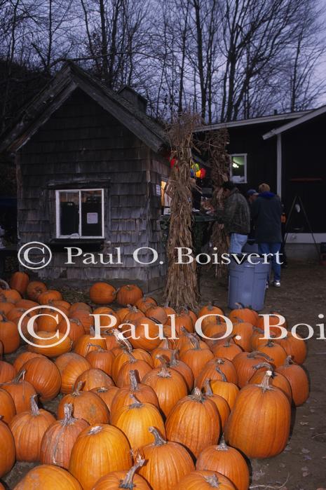 Holiday-Halloween 50-15-00164