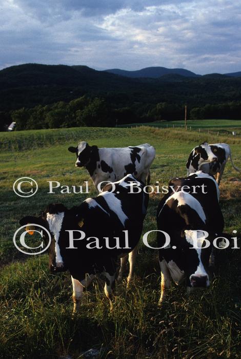 Cows 30-05-00124