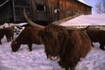 Cows 30-05-00179