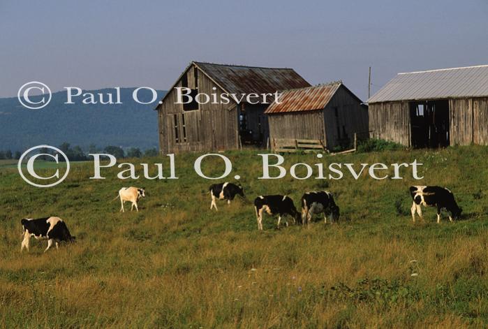 Cows 30-05-00252