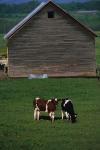 Cows 30-05-00411