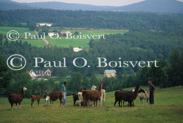 Llamas & Sheep 30-27-00085