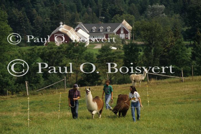 Llamas & Sheep 30-27-00090