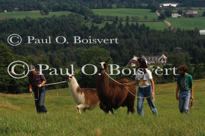 Llamas & Sheep 30-27-00101