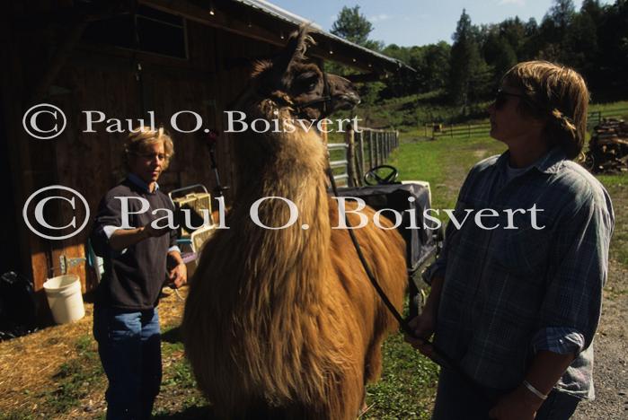 Llamas & Sheep 30-27-00265