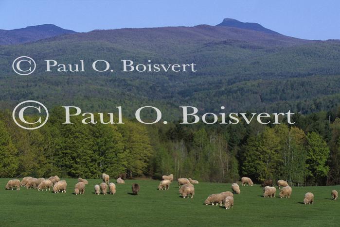 Llamas & Sheep 30-30-00075