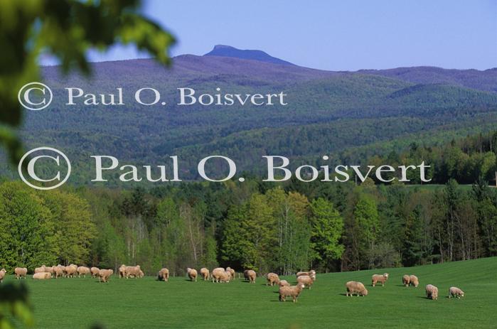 Llamas & Sheep 30-30-00108