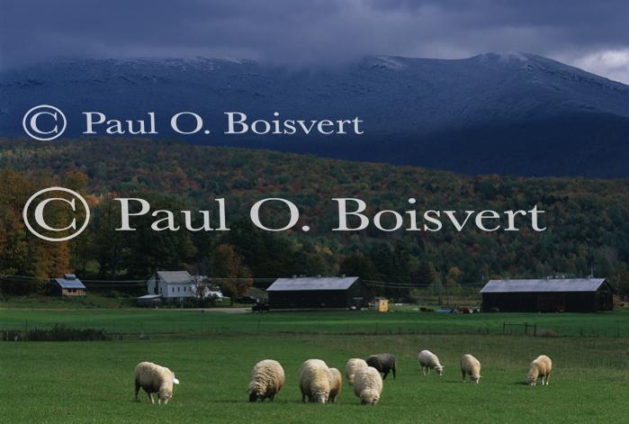 Llamas & Sheep 30-30-00147