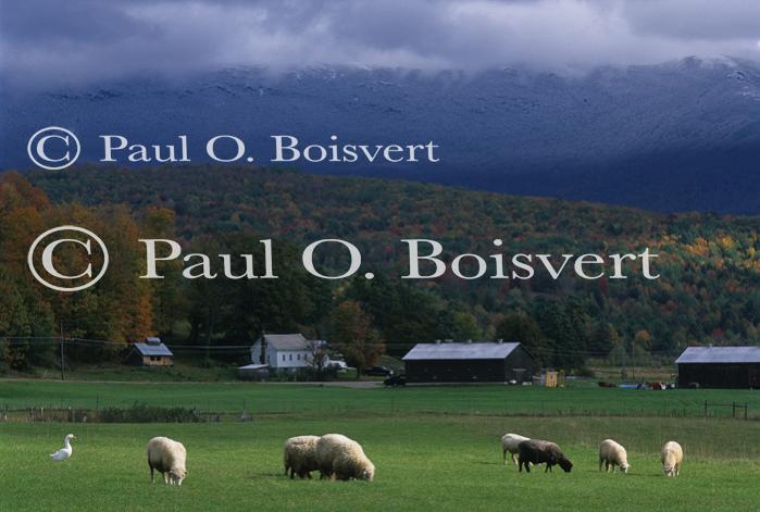 Llamas & Sheep 30-30-00163